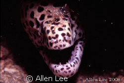 moray eel & cleaning shrimp.Nikon F100,60mm,f27.1/125,YS-... by Allen Lee 